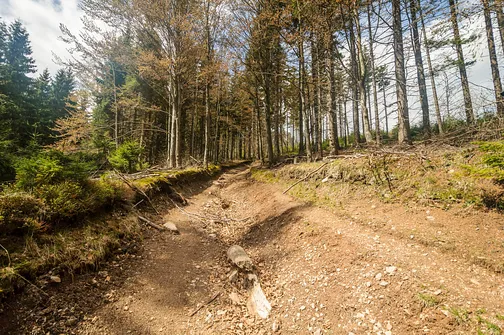 Śnieżnik - trasa z Bolesławowa