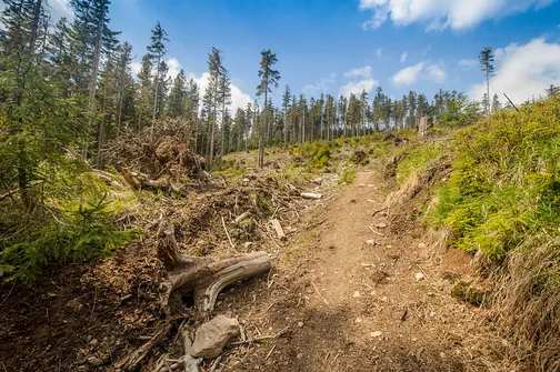 Śnieżnik - trasa z Bolesławowa