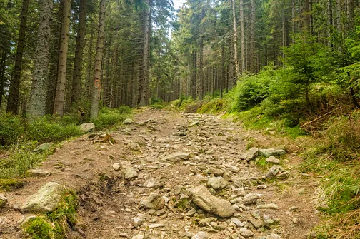 Śnieżnik - trasa z Bolesławowa