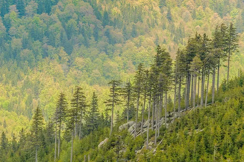 Śnieżnik - trasa z Bolesławowa