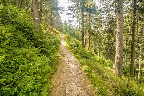 Śnieżnik - trasa z Bolesławowa