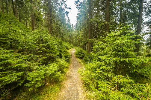Śnieżnik - trasa z Bolesławowa