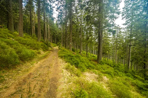 Śnieżnik - trasa z Bolesławowa