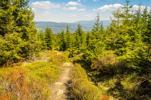 Śnieżnik - trasa z Bolesławowa