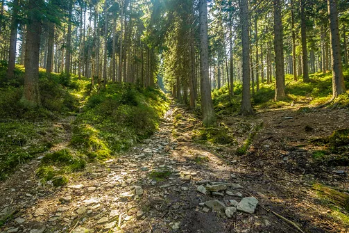 Śnieżnik - trasa z Bolesławowa