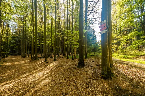 Śnieżnik - trasa z Bolesławowa