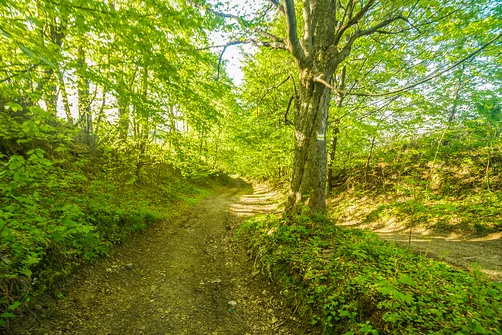 Śnieżnik - trasa z Bolesławowa