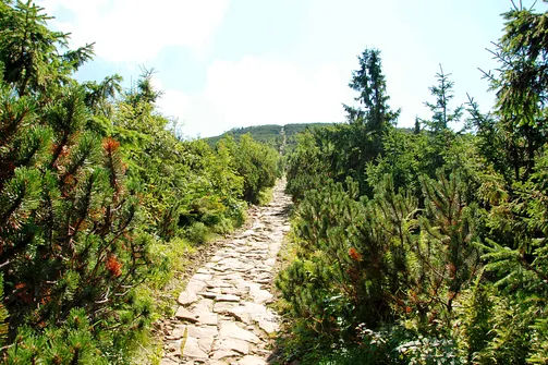 Wąska kamienista ścieżka wśród kosodrzewiny