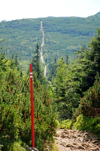 Wąska kamienista ścieżka wśród kosodrzewiny