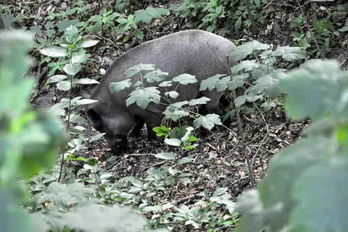 Dzicy mieszkańcy Krynicy Morskiej
