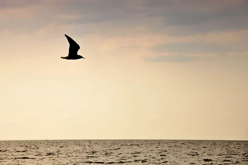 Krynica Morska - miasto na Mierzei Wiślanej