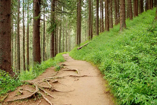 Hala Gąsienicowa, Czarny Staw Gąsienicowy, Nosal