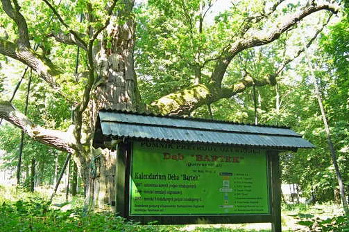 Dąb Bartek. Dąb Bartek w 2008 roku.