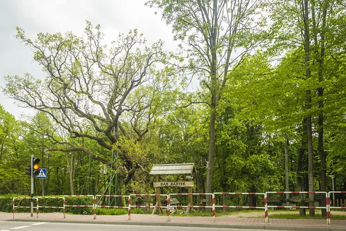 Dąb Bartek. Na tym i kolejnych zdjęciach Dąb Bartek w roku 2020.