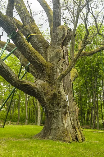 Dąb Bartek. 