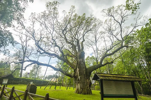 Dąb Bartek. 