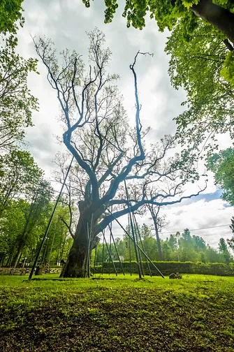 Dąb Bartek. 