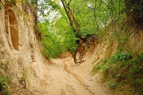 Korzeniowy Dół z odsłoniętymi korzeniami drzew