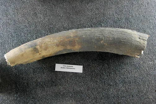 Kopalnia Guido - zabytkowa kopalnia w Zabrzu