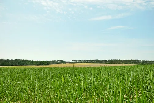 Po drodze mijamy pole kukurydzy