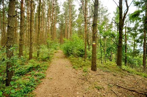 Droga grzbietem Pasma Przedborsko-Małogoskiego