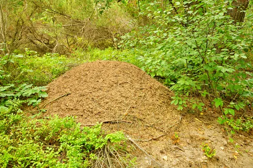 Mrowisko przed szczytem Fajnej Ryby