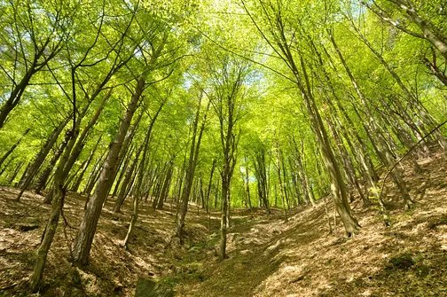 Początek podejścia na Dąbrówkę