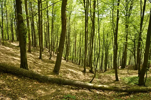 Wschodnie zbocze Dąbrówki 