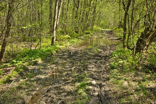 Błotnista droga na Klonówkę