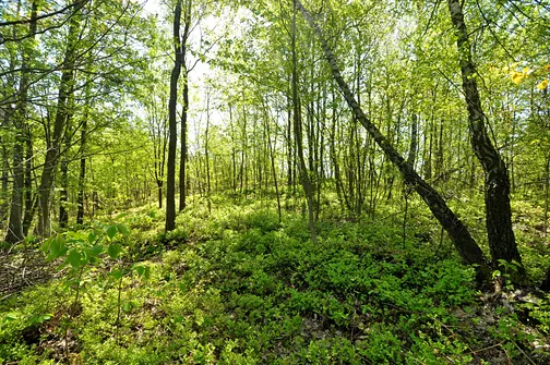 Na szczycie Dąbrówki