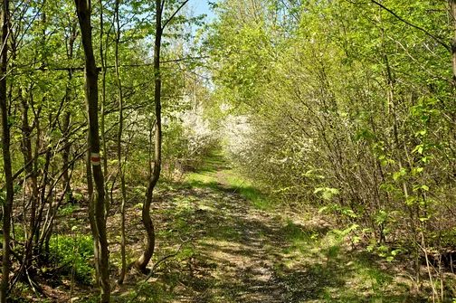 Droga grzbietem Pasma Masłowskiego 