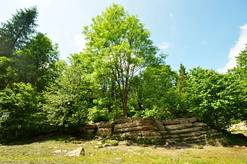 Wąwóz Homole w Małych Pieninach