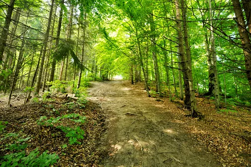 Grzbietem Małych Pienin z Jaworek do Szczawnicy