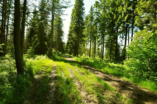 Gdzieś na szlaku pomiędzy Wysoką a Durbaszką