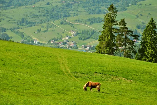 Grzbietem Małych Pienin z Jaworek do Szczawnicy