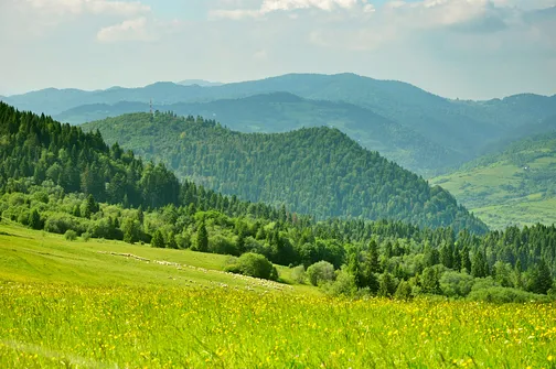 Jarmuta po raz drugi