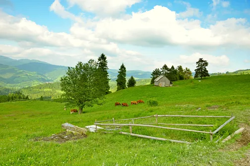 Grzbietem Małych Pienin z Jaworek do Szczawnicy