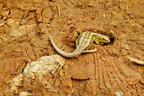 Grzbietem Małych Pienin z Jaworek do Szczawnicy