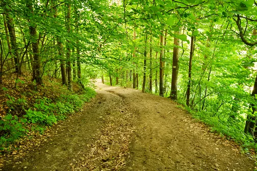 Końcowy odcinek zejścia z Palenicy