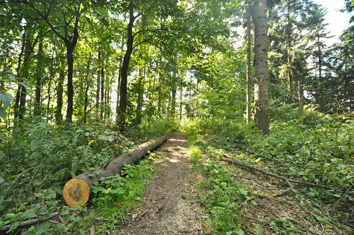 Karczówka, Patrol, Biesak - szczyty Korony Gór Świętokrzyskich
