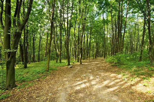 Karczówka, Patrol, Biesak - szczyty Korony Gór Świętokrzyskich