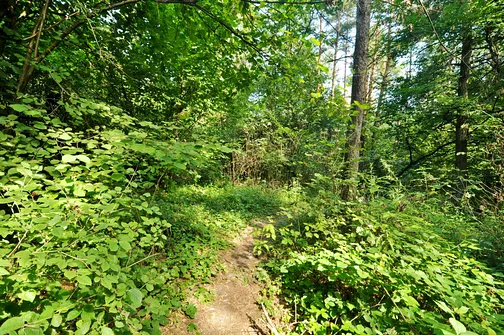 Karczówka, Patrol, Biesak - szczyty Korony Gór Świętokrzyskich