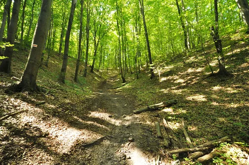 Karczówka, Patrol, Biesak - szczyty Korony Gór Świętokrzyskich