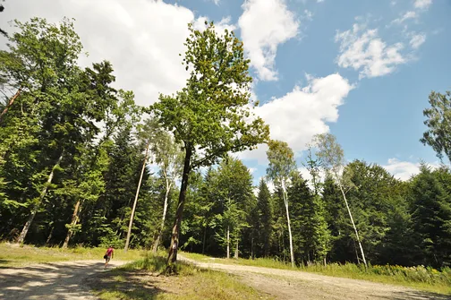 Karczówka, Patrol, Biesak - szczyty Korony Gór Świętokrzyskich