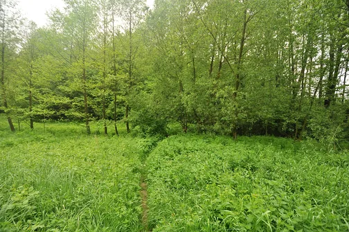 Chełmowa Góra - wzniesienie Pasma Pokrzywiańskiego w Górach Świętokrzyskich