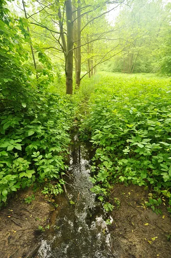 Chełmowa Góra - wzniesienie Pasma Pokrzywiańskiego w Górach Świętokrzyskich