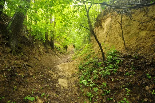 Chełmowa Góra - wzniesienie Pasma Pokrzywiańskiego w Górach Świętokrzyskich