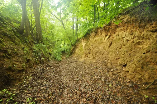 Chełmowa Góra - wzniesienie Pasma Pokrzywiańskiego w Górach Świętokrzyskich