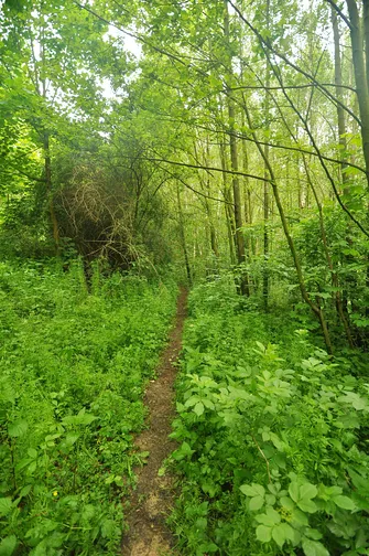 Chełmowa Góra - wzniesienie Pasma Pokrzywiańskiego w Górach Świętokrzyskich