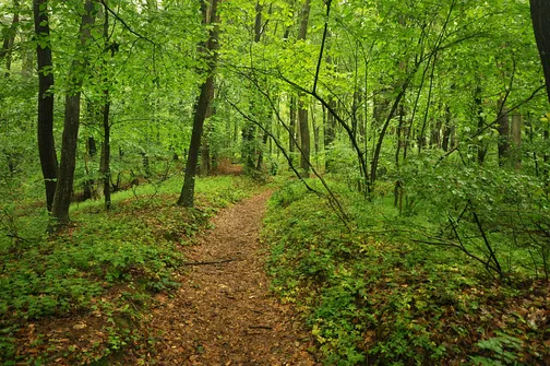Chełmowa Góra - wzniesienie Pasma Pokrzywiańskiego w Górach Świętokrzyskich